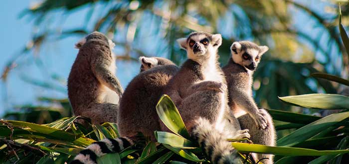 O que visitar em Madagascar