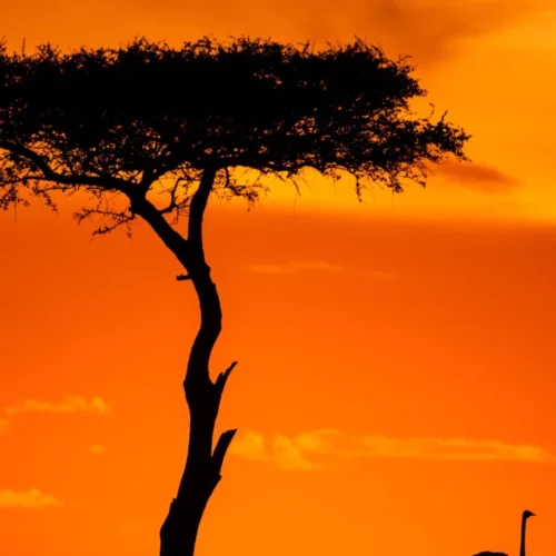 Como fazer safári no Quênia: Uma Experiência Inesquecível